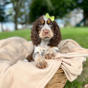 English Springer Spaniel Puppy Rolena