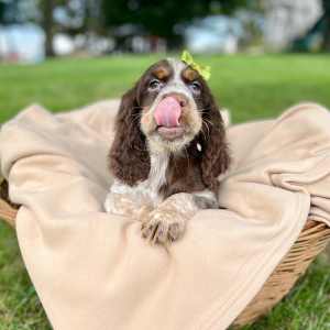 English Springer Spaniel Puppy Rolena