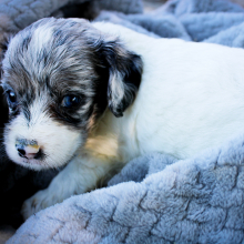Cockapoo Puppy Ivy