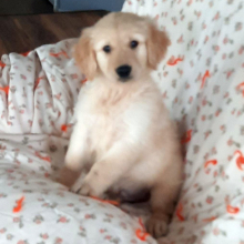 Golden Retriever Puppy Truman