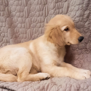 Golden Retriever Puppy Truman