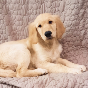 Golden Retriever Puppy Truman