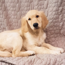 Golden Retriever Puppy Truman