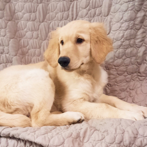 Golden Retriever Puppy Truman
