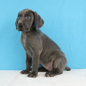 Weimaraner Puppy Yelina