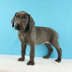 Weimaraner Puppy Yelina