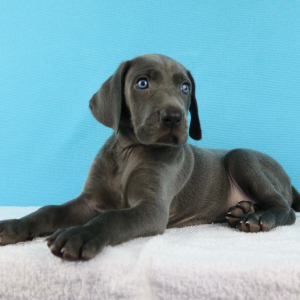 Weimaraner Puppy Yelina