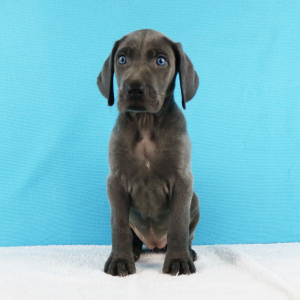 Weimaraner Puppy Yelina