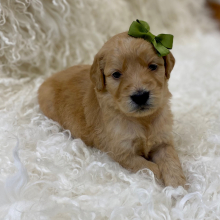 Goldendoodle Puppy Kaycee