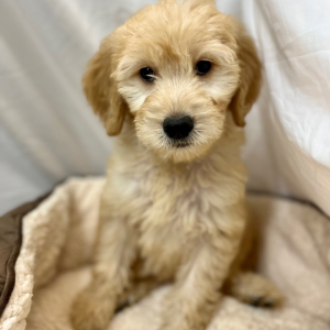 Goldendoodle Puppy Kaycee