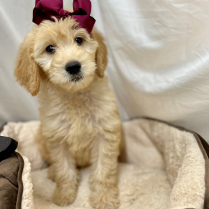 Goldendoodle Puppy Kaycee