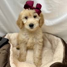 Goldendoodle Puppy Kaycee