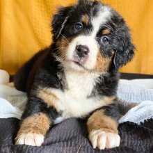 Bernese Mountain Dog Puppy Claire