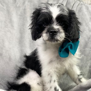 Cavapoo Puppy Burkee