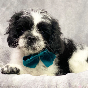 Cavapoo Puppy Burkee