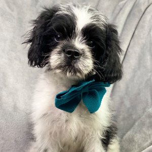 Cavapoo Puppy Burkee