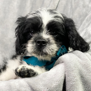 Cavapoo Puppy Burkee