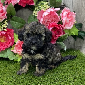 Havapoo Puppy Wendoline