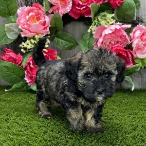 Havapoo Puppy Wendoline