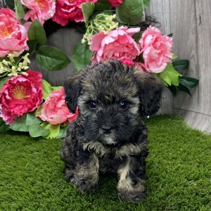 Havapoo Puppy Wendoline