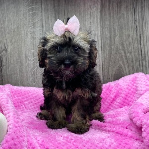 Havapoo Puppy Wendoline