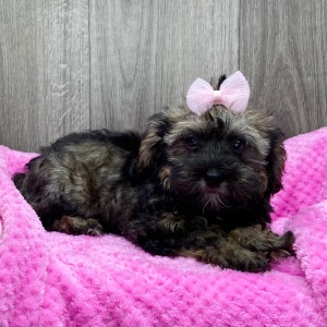 Havapoo Puppy Wendoline