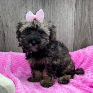 Havapoo Puppy Wendoline