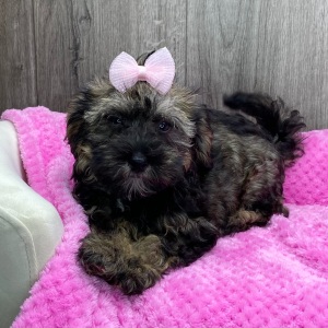 Havapoo Puppy Wendoline