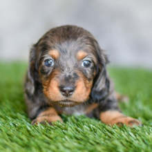 Dachshund Puppy Nato
