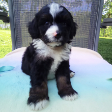 Bernedoodle Puppy Ashley