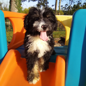 Bernedoodle Puppy Ashley