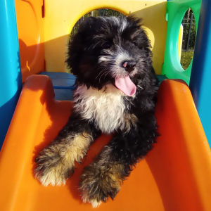 Bernedoodle Puppy Ashley