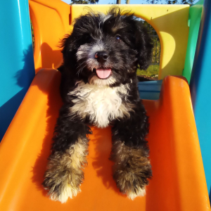 Bernedoodle Puppy Ashley
