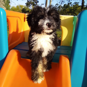 Bernedoodle Puppy Ashley