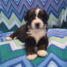 Bernedoodle Puppy Chance