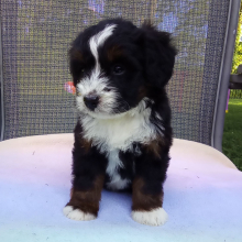Bernedoodle Puppy Chance