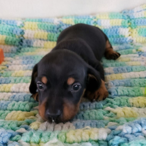 Dachshund Puppy Bennie