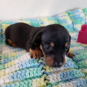 Dachshund Puppy Bennie