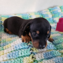 Dachshund Puppy Bennie
