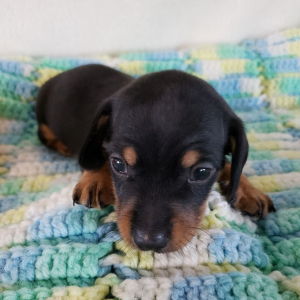 Dachshund Puppy Bennie