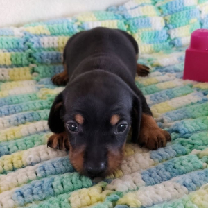 Dachshund Puppy Bennie