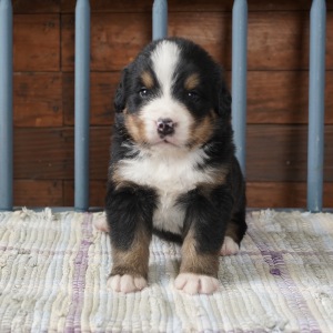 Bernese Mountain Dog Puppy Reed