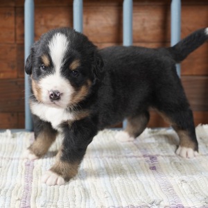 Bernese Mountain Dog Puppy Reed