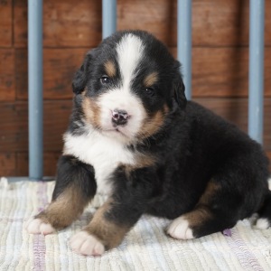 Bernese Mountain Dog Puppy Reed