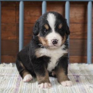 Bernese Mountain Dog Puppy Reed