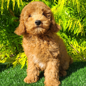 Goldendoodle Puppy Cory