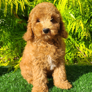 Goldendoodle Puppy Cory
