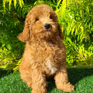 Goldendoodle Puppy Cory