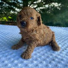 Labradoodle Puppy Kurt