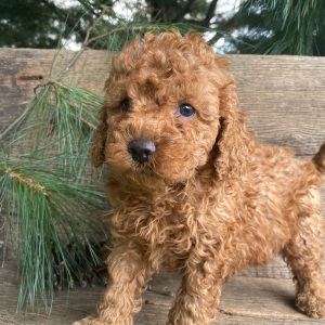 Labradoodle Puppy Kurt
